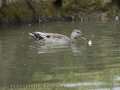 gadwall, gadwalls ducks,-1